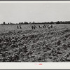 Day labor now is used almost exclusively on Hopson Plantation, displacing the old tenants on the place. Cotton choppers are hired in nearby towns for 75 cents to one dollar a day and trucked to the plantation. Clarksdale, Mississippi Delta, Mississippi.