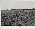 Day labor now is used almost exclusively on Hopson Plantation, displacing the old tenants on the place. Cotton choppers are hired in nearby towns for 75 cents to one dollar a day and trucked to the plantation. Clarksdale, Mississippi Delta, Mississippi.