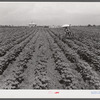 Tractors have taken the place of the mule and the plow on Hopson Plantation, where day labor is used almost exclusively, displacing the old tenants on the place. Clarksdale, Mississippi Delta, Mississippi.