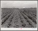 Tractors have taken the place of the mule and the plow on Hopson Plantation, where day labor is used almost exclusively, displacing the old tenants on the place. Clarksdale, Mississippi Delta, Mississippi.