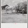 After the noon hour in the plantation yard, the mules, tractors and cultivators are taken out to finish the day's work. King and Anderson Plantation, near Clarksdale. Mississippi Delta, Mississippi.