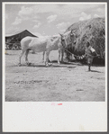 After the noon hour in the plantation yard, the mules, tractors and cultivators are taken out to finish the day's work. King and Anderson Plantation, near Clarksdale. Mississippi Delta, Mississippi.