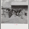 After the noon hour in the plantation yard, the mules, tractors and cultivators are taken out to finish the day's work. King and Anderson Plantation, near Clarksdale. Mississippi Delta, Mississippi.