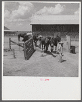 After the noon hour in the plantation yard, the mules, tractors and cultivators are taken out to finish the day's work. King and Anderson Plantation, near Clarksdale. Mississippi Delta, Mississippi.