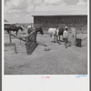 After the noon hour in the plantation yard, the mules, tractors and cultivators are taken out to finish the day's work. King and Anderson Plantation, near Clarksdale. Mississippi Delta, Mississippi.