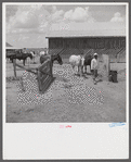 After the noon hour in the plantation yard, the mules, tractors and cultivators are taken out to finish the day's work. King and Anderson Plantation, near Clarksdale. Mississippi Delta, Mississippi.