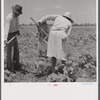 Day labor now is used almost exclusively on Hopson Plantation, displacing the old tenants on the place. Cotton choppers are hired in nearby towns for 75 cents to one dollar a day and trucked to the plantation. Clarksdale, Mississippi Delta, Mississippi.
