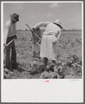 Day labor now is used almost exclusively on Hopson Plantation, displacing the old tenants on the place. Cotton choppers are hired in nearby towns for 75 cents to one dollar a day and trucked to the plantation. Clarksdale, Mississippi Delta, Mississippi.