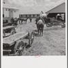 After the noon hour in the plantation yard, the mules, tractors and cultivators are taken out to finish the day's work. King and Anderson plantation, near Clarksdale. Mississippi Delta, Mississippi.