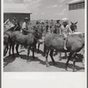 After the noon hour in the plantation yard, the mules, tractors and cultivators are taken out to finish the day's work. King and Anderson plantation, near Clarksdale. Mississippi Delta, Mississippi.