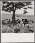 Day labor is used almost exclusively on Hopson plantation, displacing the old tenants on the place. Cotton choppers are hired in nearby towns for 75 cents to one dollar a day and trucked to the plantation. Clarksdale, Mississippi Delta, Mississippi.