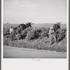 Resting the mules which get too hot when the cotton is high in mid-summer cultivation. King and Anderson Plantation, near Clarksdale. Mississippi Delta, Mississippi.