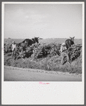 Resting the mules which get too hot when the cotton is high in mid-summer cultivation. King and Anderson Plantation, near Clarksdale. Mississippi Delta, Mississippi.