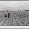 Knowlton Plantation. Perthshire, Mississippi Delta, Mississippi.