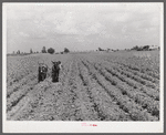 Knowlton Plantation. Perthshire, Mississippi Delta, Mississippi.