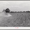 Harvesting potatoes in Jefferson County, Kentucky.