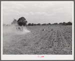 Harvesting potatoes in Jefferson County, Kentucky.