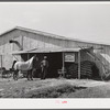 Stables at the Shelby County horse show and fair. Shelbyville, Kentucky.