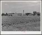 Land is so valuable in the Mississippi Delta that cotton is planted practically up to the doorsteps of schools and banks. Near Clarksdale, Mississippi.