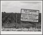 Allen Plantation operated by Natchitoches farmstead association, a cooperative established through the cooperation of the FSA (Farm Security Administration). Louisiana