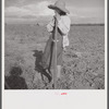 Member of Allen Plantation cooperative association resting from hoeing cotton. Near Natchitoches