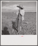 Member of Allen Plantation cooperative association resting from hoeing cotton. Near Natchitoches