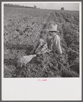 Son of member of Allen Plantation cooperative association resting after hoeing cotton. Near Natchitoches, Louisiana