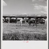 Members of the Terrebonne Project, Schriever, Louisiana, taking the mules from the barn out to the field after the noon hour