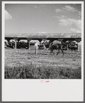 Members of the Terrebonne Project, Schriever, Louisiana, taking the mules from the barn out to the field after the noon hour