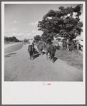 Members of the Terrebonne Project, Schriever, Louisiana, taking the mules from the barn out to the field after the noon hour