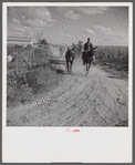 Members of the Terrebonne Project, Schriever, Louisiana, taking the mules back to the barns in the evening after work in the fields