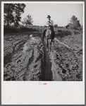 Melrose, Natchitoches Parish, Louisiana. [Multiracial person] riding to crossroads store to get supplies after heavy rains