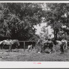 Melrose, Natchitoches Parish, Louisiana. Horses hitched to fence opposite plantation store on Saturday afternoon. John Henry plantation