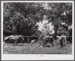 Melrose, Natchitoches Parish, Louisiana. Horses hitched to fence opposite plantation store on Saturday afternoon. John Henry plantation