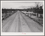 Melrose, Natchitoches Parish, Louisiana. Road leading to Black Lake, excellent fishing area