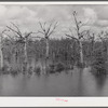 Melrose, Natchitoches Parish, Louisiana. "Black Lake," one of the best fishing areas in the state