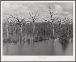 Melrose, Natchitoches Parish, Louisiana. "Black Lake," one of the best fishing areas in the state