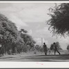 Melrose, Natchitoches Parish, Louisiana. Waiting for cotton fields to dry out for cultivation after weeks of rain on plantation area