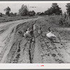 Melrose, Natchitoches Parish, Louisiana. Geese in road in cotton plantation area