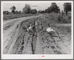 Melrose, Natchitoches Parish, Louisiana. Geese in road in cotton plantation area