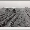 Tractors have taken the place of the mule and the plow on Hopson Plantation where day labor is used almost exclusively, displacing the old tenants on the place. Clarksdale, Mississippi Delta, Mississippi