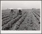 Tractors have taken the place of the mule and the plow on Hopson Plantation where day labor is used almost exclusively, displacing the old tenants on the place. Clarksdale, Mississippi Delta, Mississippi