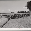 Hereford cattle on the Hopson cotton plantation. Clarksdale, Mississippi Delta, Mississippi