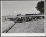 Hereford cattle on the Hopson cotton plantation. Clarksdale, Mississippi Delta, Mississippi