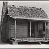 Melrose, Natchitoches Parish, Louisiana. Old tenant house with mud chimney and cotton up to its door occupied by [multiracial people] on plantation