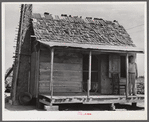 Melrose, Natchitoches Parish, Louisiana. Old tenant house with mud chimney and cotton up to its door occupied by [multiracial people] on plantation