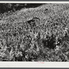 Tobacco ripening and ready for cutting on steep hillside in mountain section. Perry County, Kentucky.