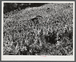 Tobacco ripening and ready for cutting on steep hillside in mountain section. Perry County, Kentucky.