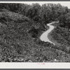 Tobacco ripening and ready for cutting on steep hillside in mountain section. Perry County, Kentucky.