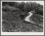 Tobacco ripening and ready for cutting on steep hillside in mountain section. Perry County, Kentucky.